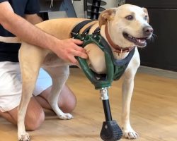 Rescued Three-Legged Dog Gets Special 3D Printed Leg