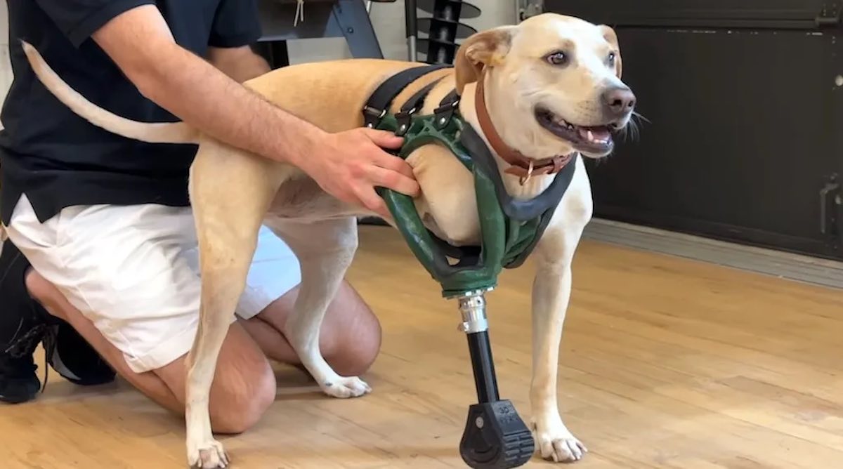 Rescued Three-Legged Dog Gets Special 3D Printed Leg