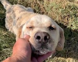 Abandoned and Exhausted, Labrador Retriever Collapses at Rescuer’s Feet