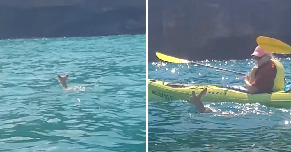 Fawn Struggles To Stay Afloat Alone In The Water, But Some Kayakers Intervene