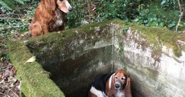 Loyal Dog Guards Her Trapped Friend For A Week Until She Finds Humans To Save Her
