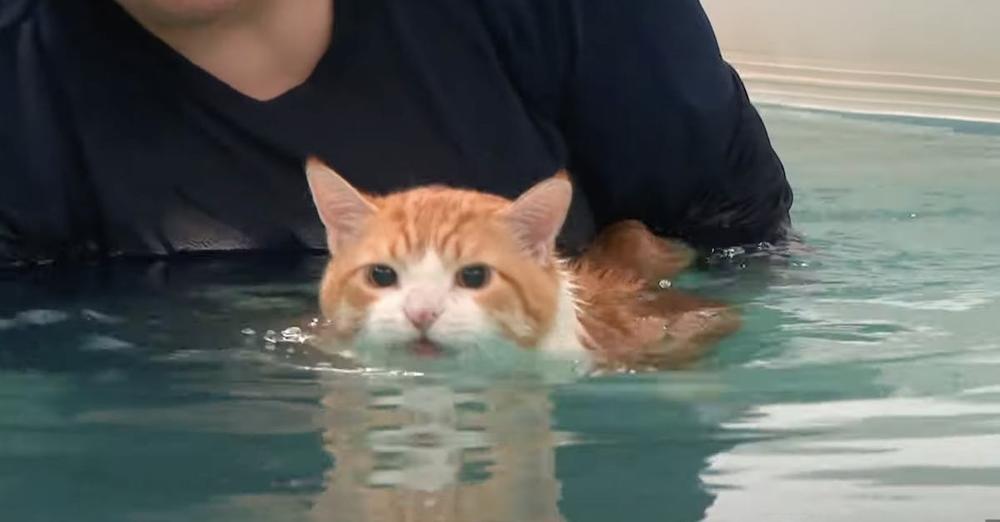 Fat Cat’s Weight Loss Routine Swimming In Pool Goes Viral