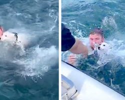 Boaters Spot A Dog In The Middle Of The Ocean And Jump To Action