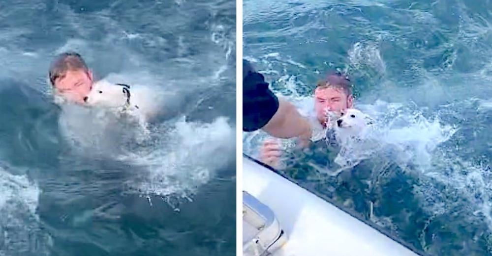Boaters Spot A Dog In The Middle Of The Ocean And Jump To Action