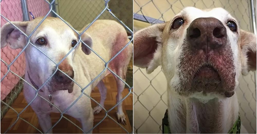 They Felt Sorry For Her 7-Year Shelter Stint But Didn’t Do A Thing About It