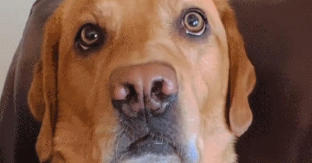 Smart Dog Tells Her Mom She’s Worried About Her When She Coughs