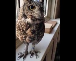 Baby Horned Owl Sings Along With Its Caregiver