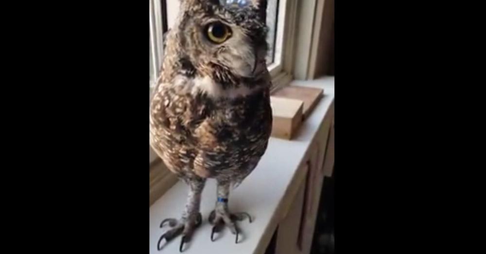 Baby Horned Owl Sings Along With Its Caregiver