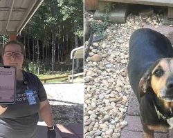 Mail Carrier Rushes Dog Bitten By Venomous Snake To Vet, Lets Family Know By DoorCam