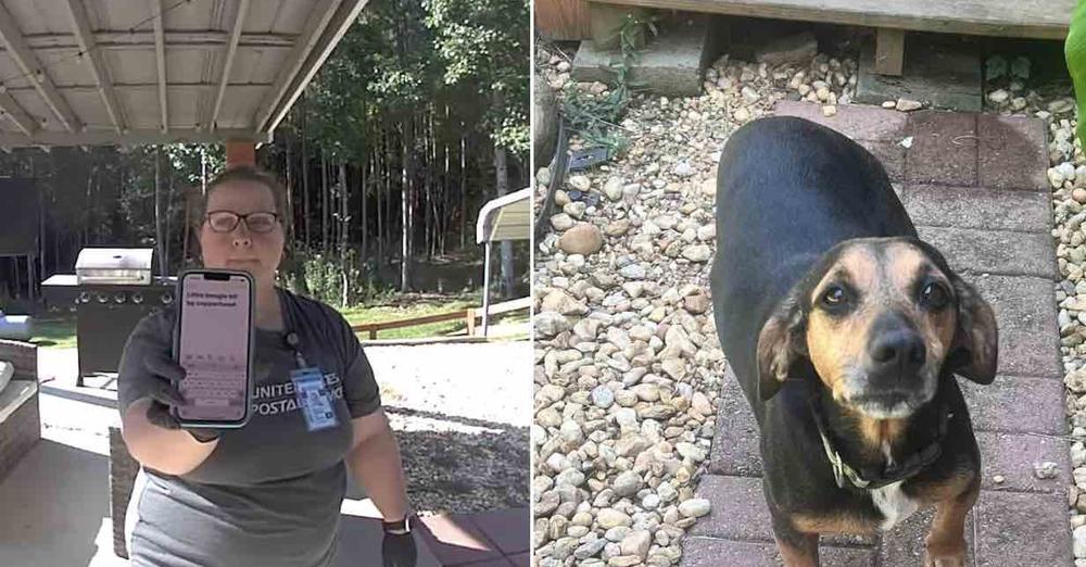 Mail Carrier Rushes Dog Bitten By Venomous Snake To Vet, Lets Family Know By DoorCam