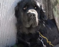 Newfoundland Dog Broken Hearted After Her Homeless Owner Disappears
