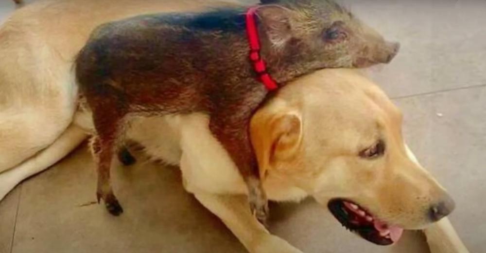 Wild Boar Grows Up Assuming Lab’s His Mama And That He’s A Dog Too