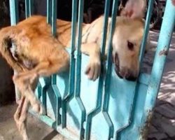 Dog Stuck In Gate Has Sweetest Reaction When Freed