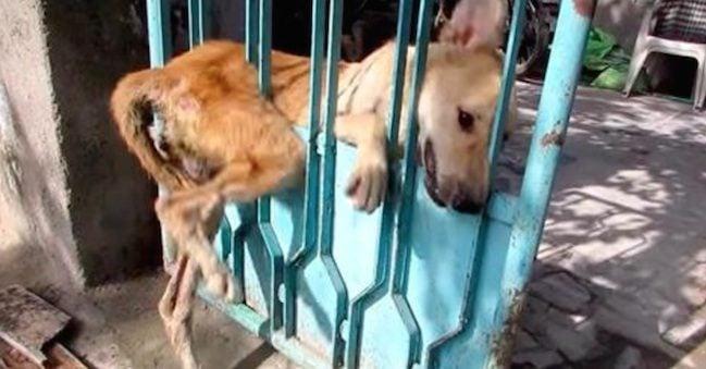 Dog Stuck In Gate Has Sweetest Reaction When Freed