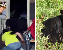 Man fights off a wild bear to protect his pet dachshunds: ‘I did it for my dog’