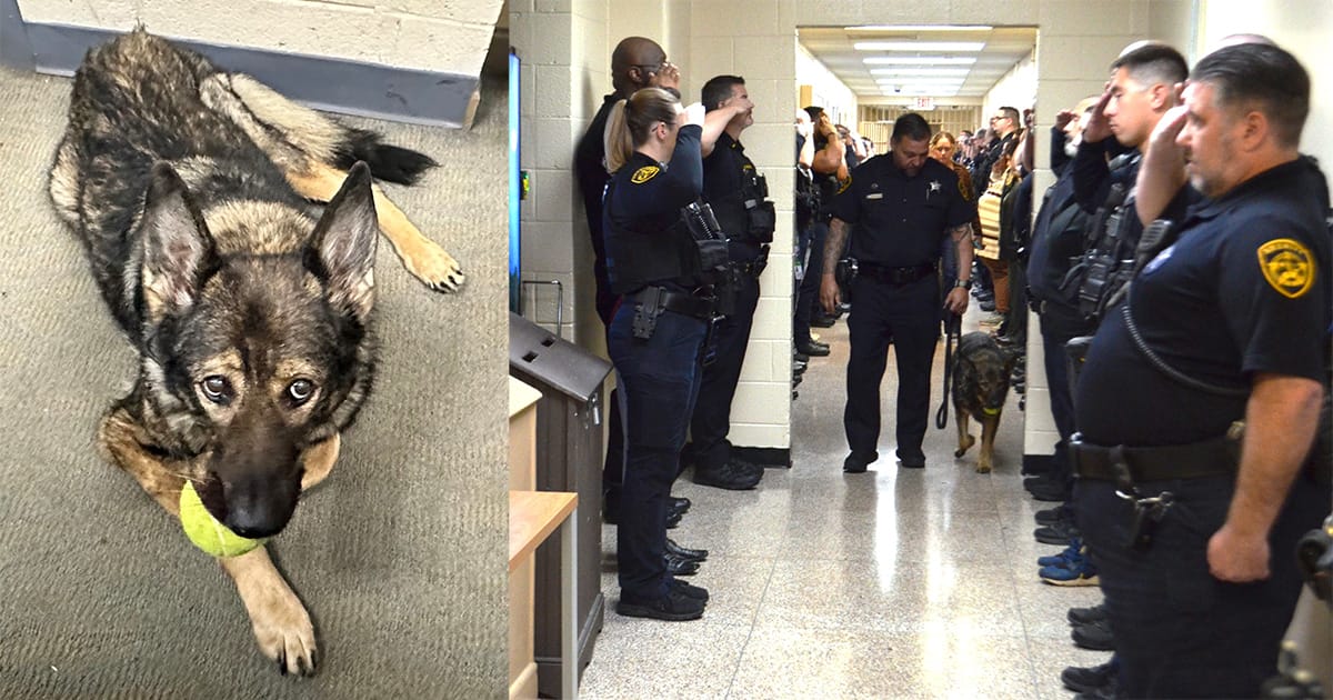 Police officers line up to salute K9 with terminal cancer on her final walkout