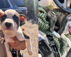 Truck driver stops to help poor puppy left with a zip tie around her neck