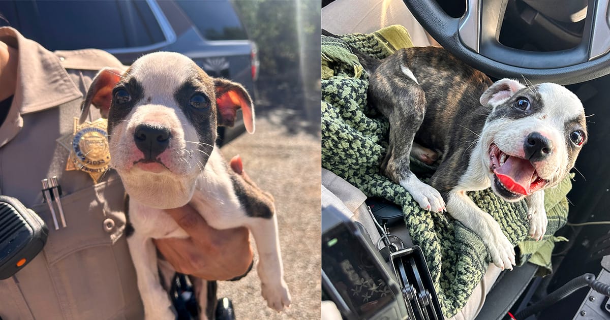 Truck driver stops to help poor puppy left with a zip tie around her neck