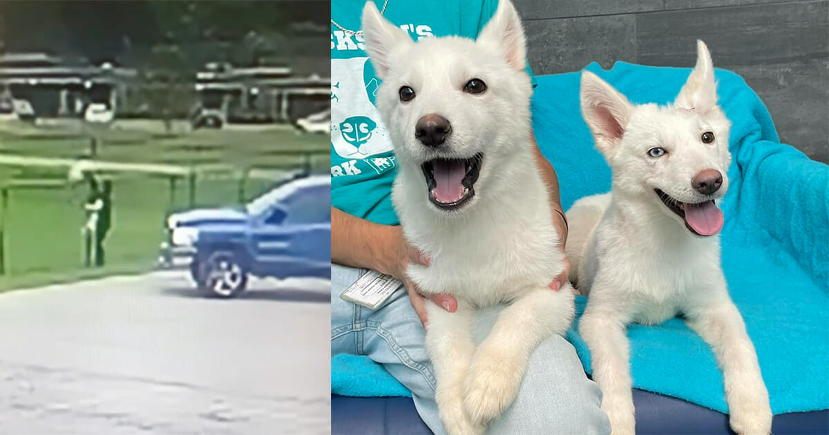 Two husky puppies were abandoned over fence — but after a remarkable recovery they’re been adopted