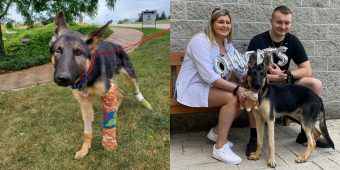 Puppy beaten nearly to death gets adopted by police officer who rescued him