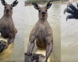 Man fights off kangaroo to save his dog from being drowned in viral video