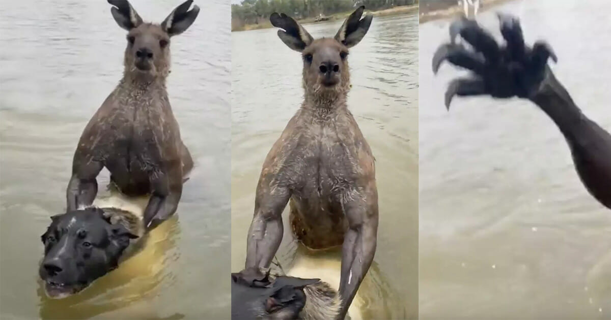 Man fights off kangaroo to save his dog from being drowned in viral video