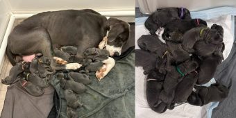 Shelter Great Dane gives birth to litter of 15 adorable puppies, breaking record