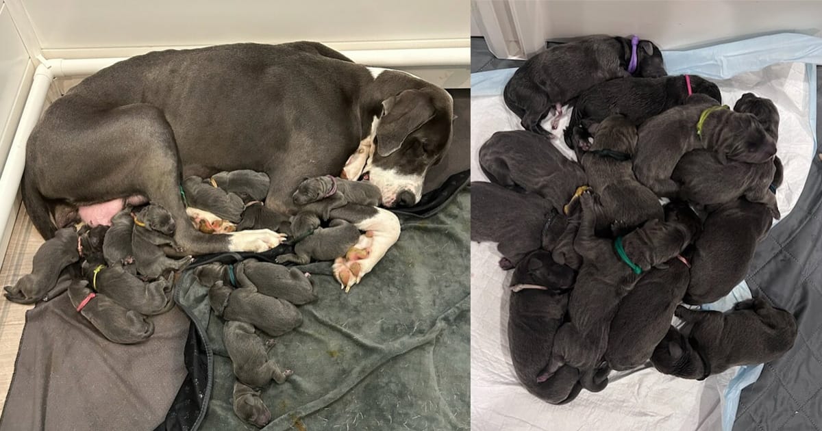 Shelter Great Dane gives birth to litter of 15 adorable puppies, breaking record