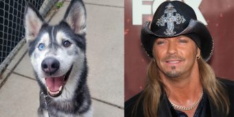 Husky named “Bret Michaels” saves a kitten’s life — then gets adopted by the real Bret Michaels