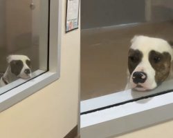 Shelter dog would always stand at the window, waiting for someone to adopt him — now his wait is over