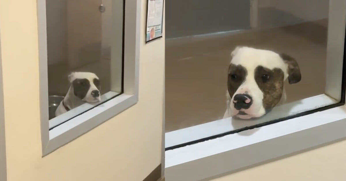 Shelter dog would always stand at the window, waiting for someone to adopt him — now his wait is over