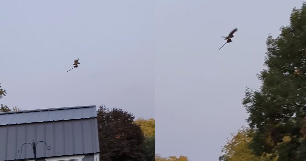 Neighbors spot a “flying broomstick” in the air just in time for Halloween — then they realize what it really is