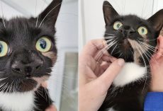 “One of a kind” shelter cat named Nanny McPhee was born with two noses