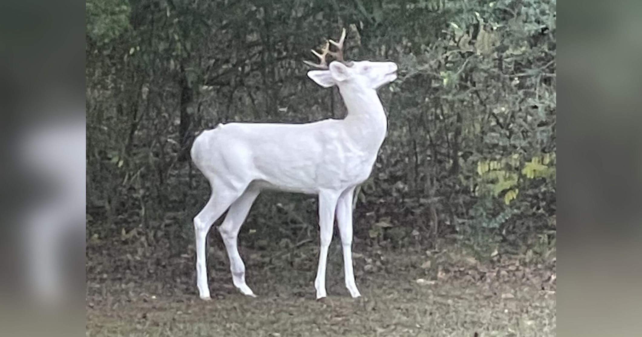 Extremely rare “ghost of the forest” albino deer spotted in Tennessee