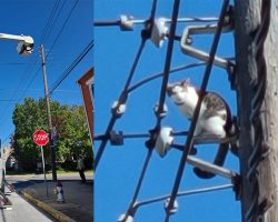 Utility company shuts off power to rescue cat trapped on top of telephone pole