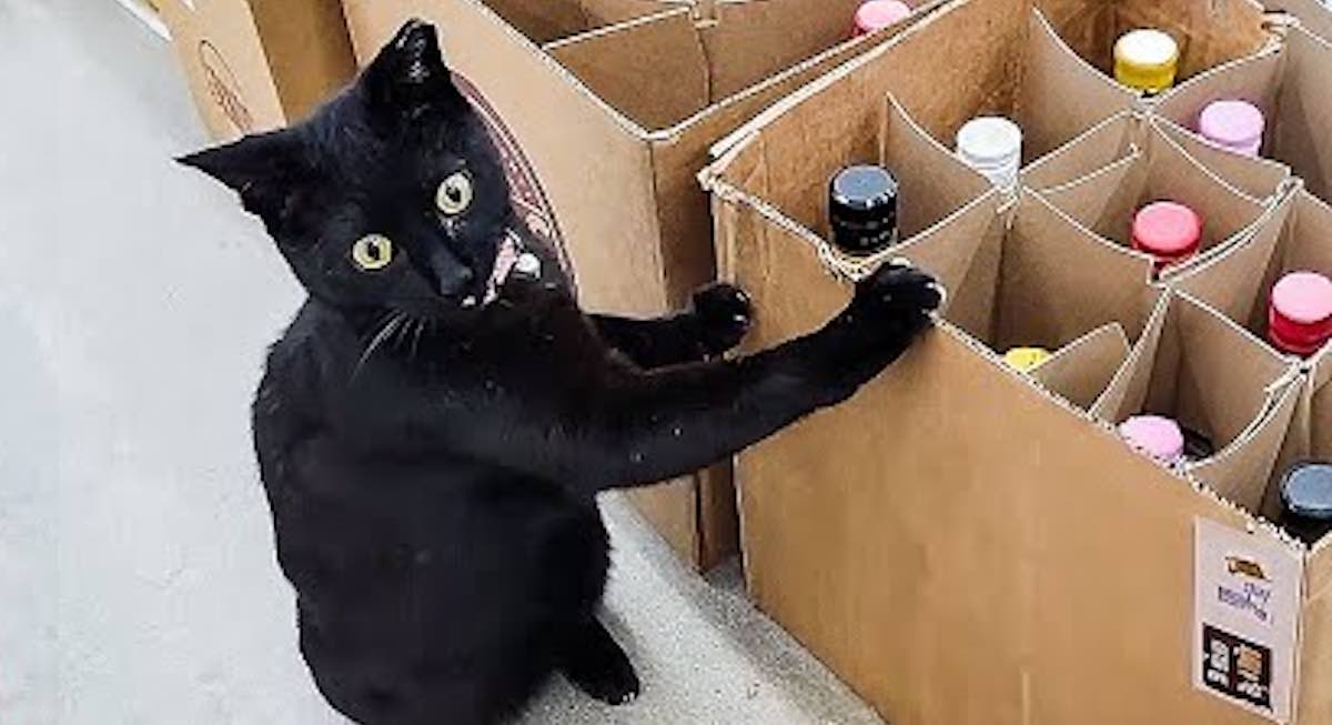 Rescued Black Cat Determined To Help Run a Liquor Store