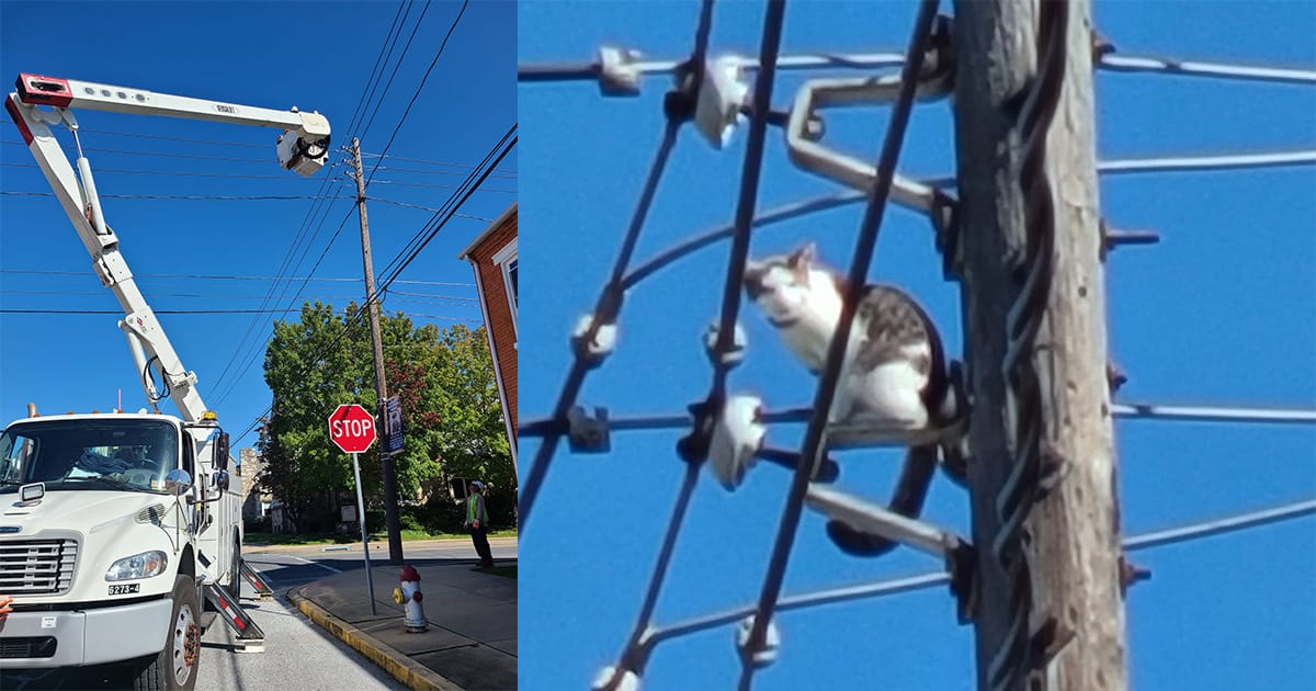 Utility company shuts off power to rescue cat trapped on top of telephone pole