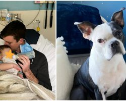 Dog saves baby girl’s life after she stopped breathing in the middle of the night