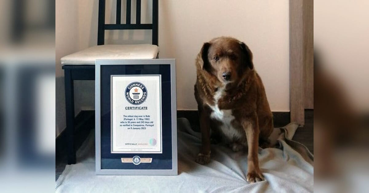 Bobi, record holder as the oldest dog ever, dead at 31 — rest in peace