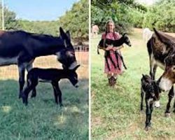 Rare pair of donkey twins born on Oklahoma farm: ‘a huge blessing’