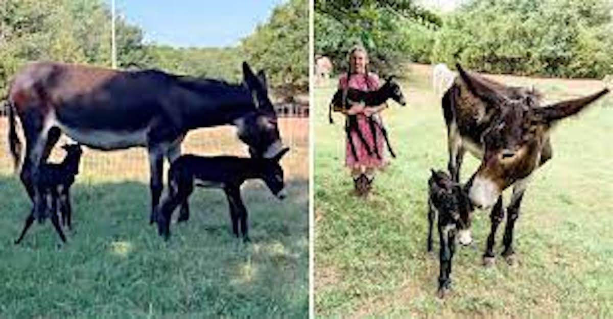 Rare pair of donkey twins born on Oklahoma farm: ‘a huge blessing’