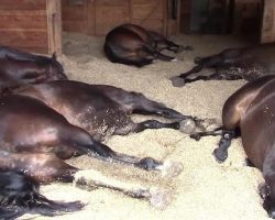 Woman Finds Her Horses Sleeping In The Barn, Catches Them Farting And Snoring
