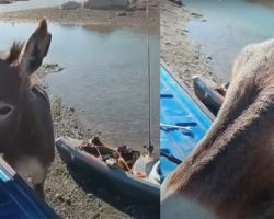 Kayaker is approached by wild donkey — then he realizes he’s asking him for help