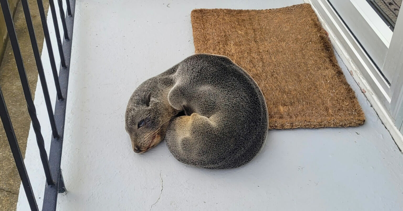 Family discovers an unexpected animal napping on their porch: a seal pup