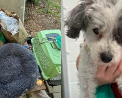 Senior poodle was abandoned by owner who wanted her put down — rescue gives her a second chance