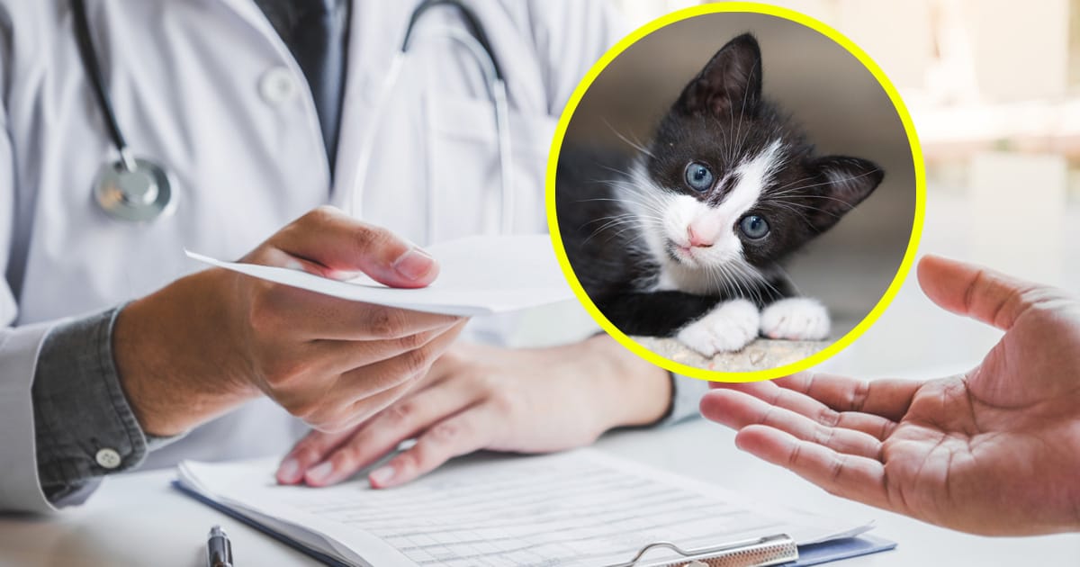 Woman was feeling sad and lonely — so her doctor prescribed her to “get a cat”