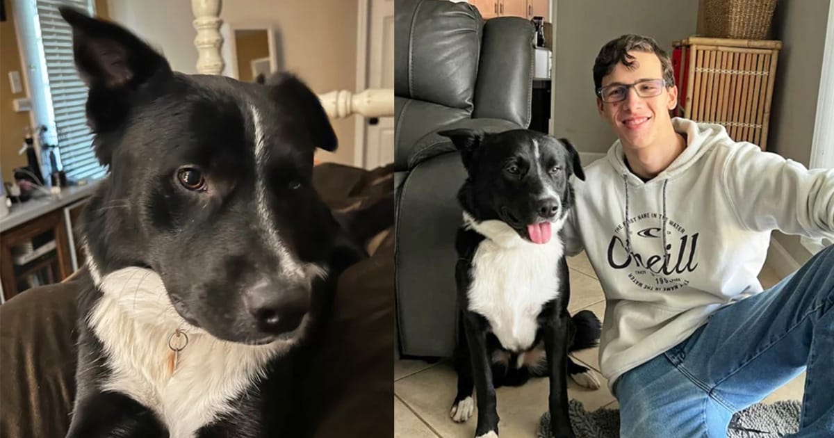 Dog wakes sleeping family up in the middle of the night — saves teen’s life from stroke