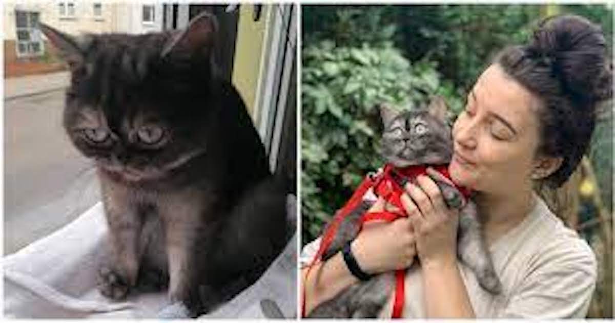 Woman adopts ‘ugly’ cat that no one else wanted: ‘It was the best thing to happen to me’