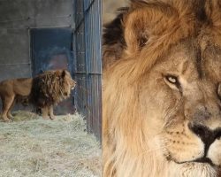“World’s loneliest lion” spent five years alone at empty zoo — but now he’s getting a new start