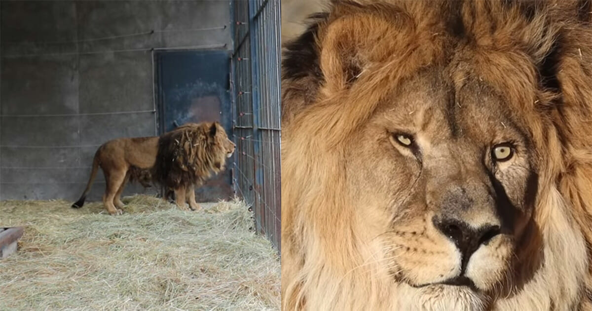 “World’s loneliest lion” spent five years alone at empty zoo — but now he’s getting a new start
